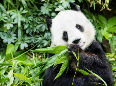 Chengdu Tibet Tour
